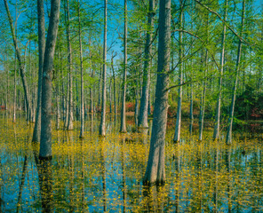  Floating swamp flowers surround Cypress trees in a Louisiana park.