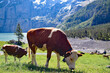 cows grazing near Oeschinen Lake, Switzerland. Sunny day