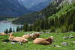 cows resting on an alpine meadow above Oeschinen lake in Switzerland