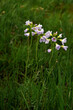 small alpine flowers on a background of tall green grass