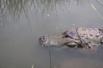 Large alligator in the water