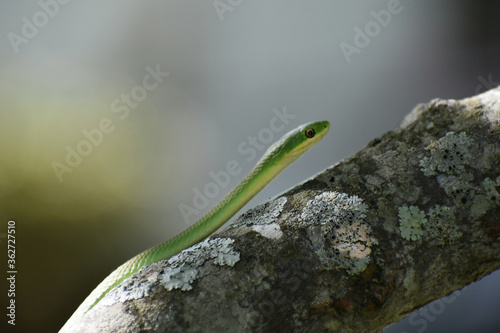 Fotomural Close-up Of Green Tree Snake On Branch