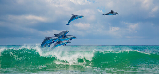 Wall Mural - Group of dolphins jumping on the water 