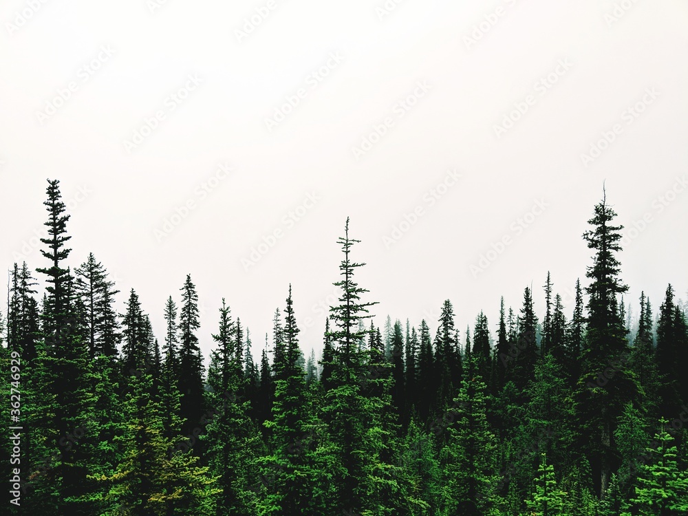 Pine Trees In Forest Against Clear Sky - obrazy, fototapety, plakaty 