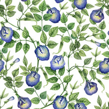 Watercolor Seamless Pattern With Flowers And Branches Of сlitoria Ternatea  On White. Butterfly Pea Flowers, Pigeon Wings, Anchan Flower. Hand Drawn Texture For Your Design.