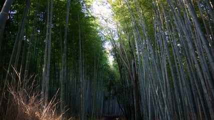  Arashiyama Bamboo Forest Path in Kyoto