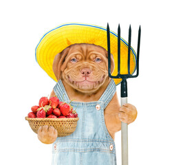 Poster - Smiling puppy farmer wearing overalls summer hat holds basket of strawberries and pitchfork. isolated on white background