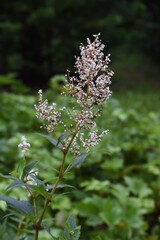 Poster - Japanese knockweed is a Polygonaceae perennial plant to bloom small white flowers from summer to autumn. Young buds in spring are edible.