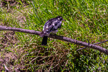 Ruffled Magpie Lark