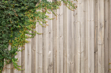 Banner background texture of green climbing plants/foliage on wooden garden wall/fence/panel. Copy space for text.