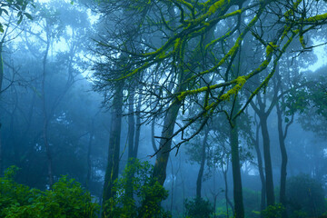  Foggy monsoon season in mahabaleshwar, maharashtra, india