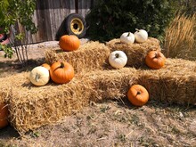 View Of Pumpkins On Field