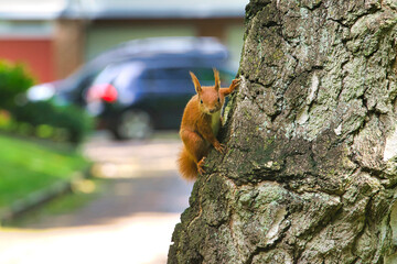 squirrel on a tree