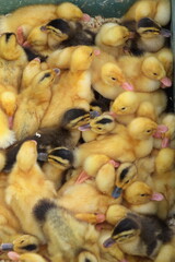 Poster - group of little yellow ducklings