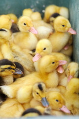 Poster - group of little yellow ducklings