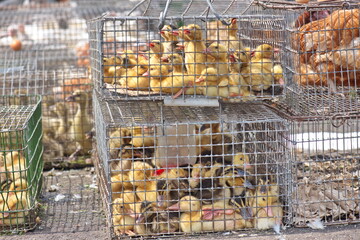 Poster - group of little yellow ducklings