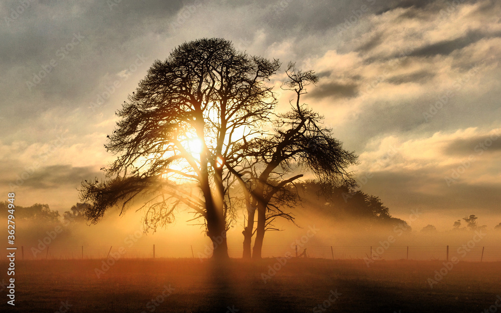 Silhouette Trees On Field Against Sky During Sunset - obrazy, fototapety, plakaty 