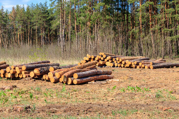 Wall Mural - Stacked tree trunks felled by the logging timber industry in pine forest