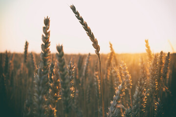 Wall Mural - The field with wheat on sunset