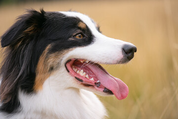 Wall Mural - Portrait of Australian Shepherd dog in autumn meadow. Happy adorable Aussie dog sitting in grass field. Beautiful adult purebred Dog outdoors in nature.