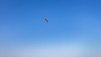 Sticker - Low angle shot of a bird soaring high to the sky