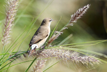 The Back View Of An Indian Silverbill Or White-Throated-Munia Sitting On The Slender Shoots Of The Fountain-grass At A Park In Sharjah.