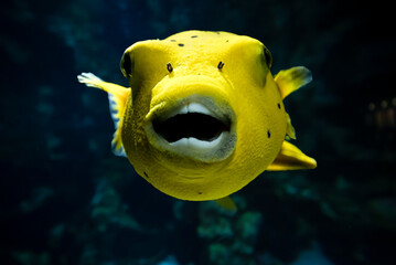 Yellow Puffer fish frontal
