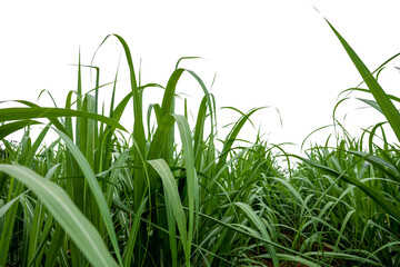 Aufkleber - isolated sugar cane on white background