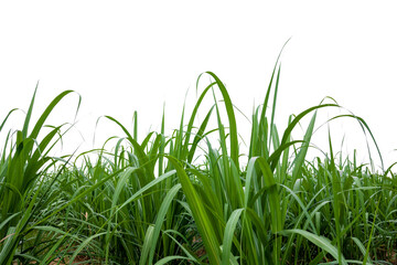 Aufkleber - isolated sugar cane on white background