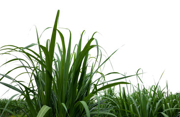 Aufkleber - isolated sugar cane on white background