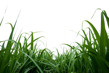 Aufkleber - isolated sugar cane on white background