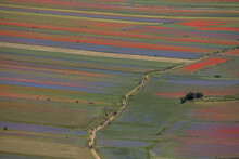 Castelluccio Di Norcia, Italy - July 2020: Walking On The Pathway Among The Colorfull Lentils Field In Flower