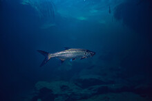 Tarpon Underwater, Large Sea Fish, Tarpon In The Wild, Fishing Underwater Photo