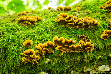 Yellow Forest Mushrooms Growing On A Moss On A Tree