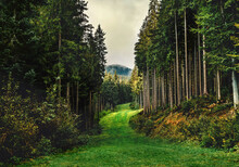Forest Road Under Tall Spruce-trees, Slope Of The Hill Covered By Orange Earth Under Overcast Sky. Fir Forest With High Trees In Carpathian Mountains, Europe. Travel Background