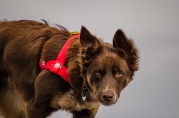 Poster - Selective focus shot of a brown dog's face in nature - perfect for background