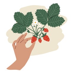 Bush with strawberries. Mans hand picking berries