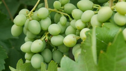 Wall Mural - Fresh green grapes branches with leaves in garden, outdoors