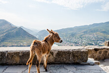 An Animal Little Donkey Stands On A Cliff Of A Mountain And Looks At The Landscape Of The Mountains. Georgia, Mountain Landscape, Mtskheta. Jvari Monastery