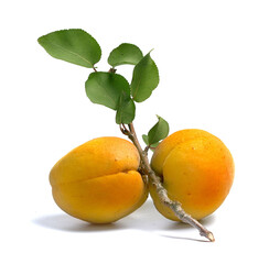 Wall Mural - ripe and juicy apricot on a branch with leaves on a white background