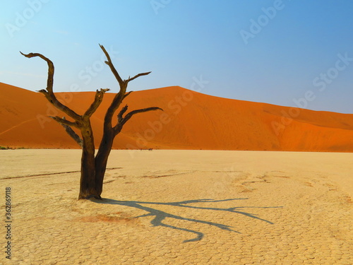 Fotomural Dead Tree On Sand Dune Against Clear Sky - Sossusvlei Namib Desert
