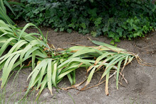 Fallen Iris Leaves After Replanting