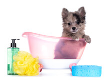 Very Cute Blue Merle Mixed Breed Pomerian / Boomer Puppy, Sitting In Pink Doll Bath With Soap And Sponge. Looking Towards Camera With Shiny Dark Eyes. Isolated On White Background.