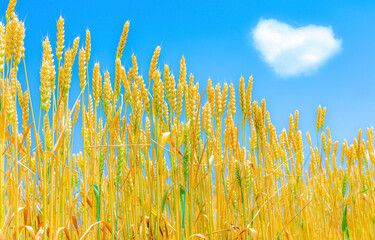 Growing ears of wheat against the sky