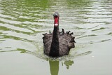 Fototapeta Do akwarium - black swan1