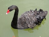 Fototapeta Do akwarium - black swan2