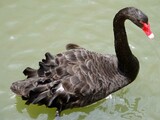 Fototapeta Do akwarium - black swan3