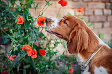 Cute Adorable Welsh Springer Spaniel Dog Breed, Looking. Healthy Action Puppy.