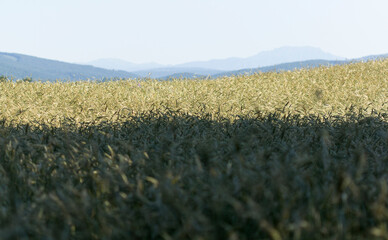 Wheat field and blue sky with mountains in the background