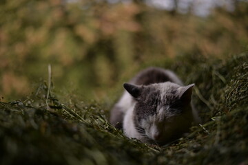 cat resting in the hay on cloudy day